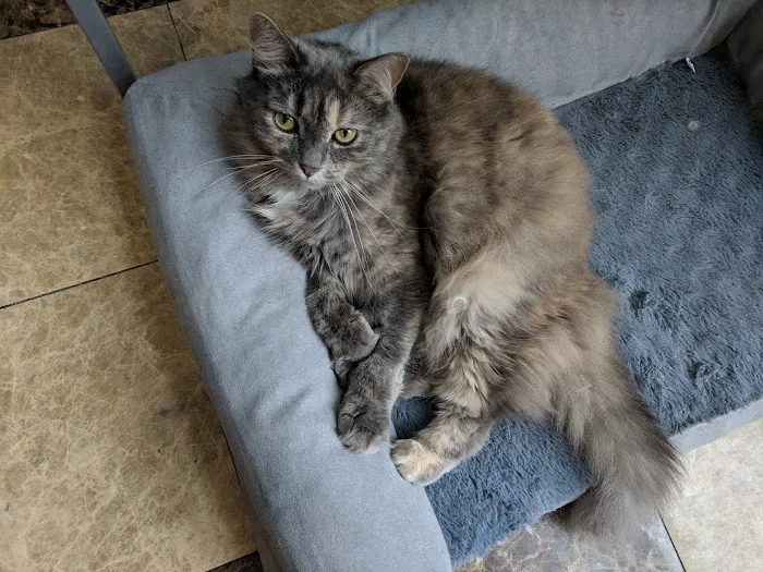 New York Cat Hospital 8