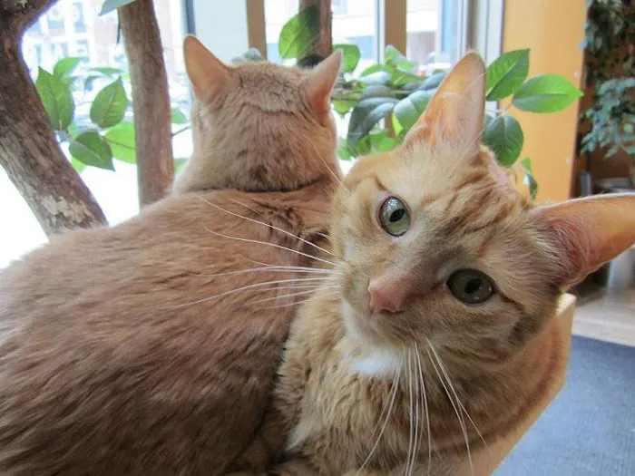 New York Cat Hospital 4