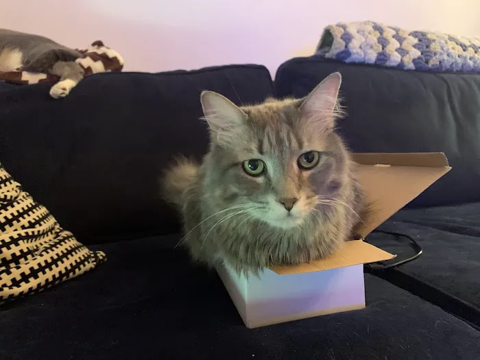New York Cat Hospital 2