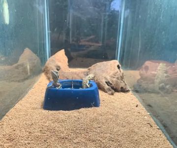 Gordon’s Aquatics LLC