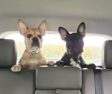 Petco
