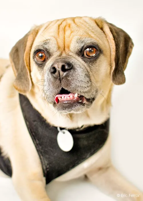 City Veterinary Care 8