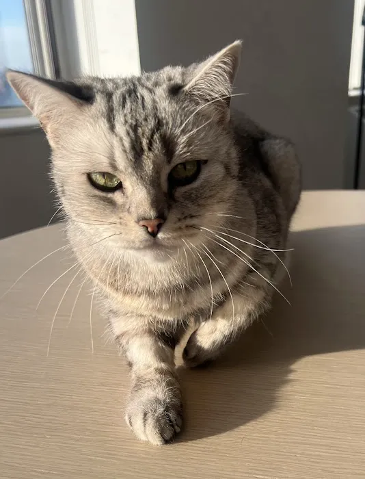 City Veterinary Care 9