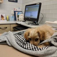 City Veterinary Care ico