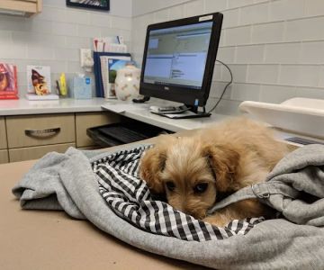 City Veterinary Care