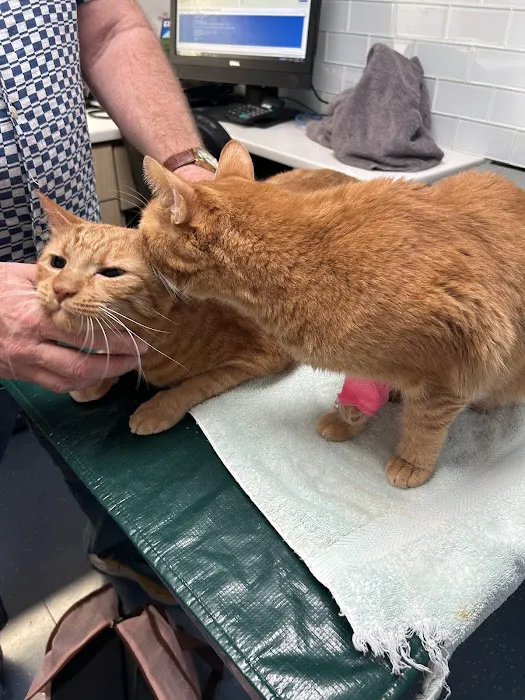 City Veterinary Care 2
