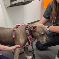 Riverside Veterinary Care on Columbus ico