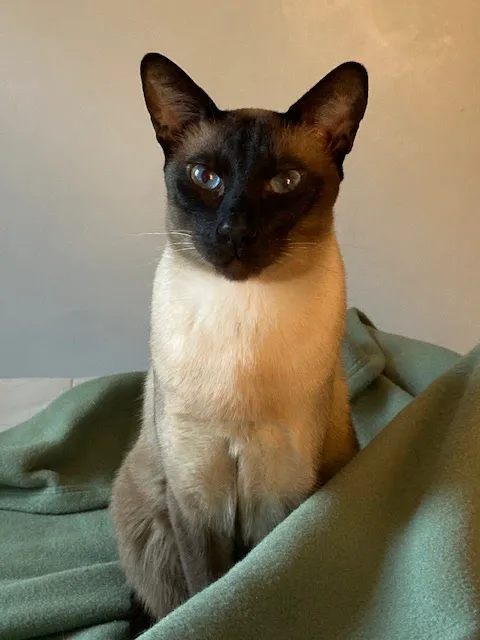 Westside Veterinary Center 9