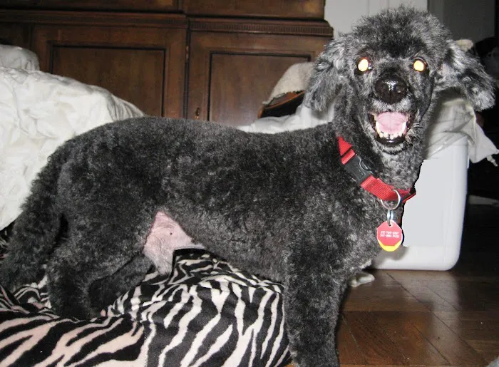 Westside Veterinary Center 4