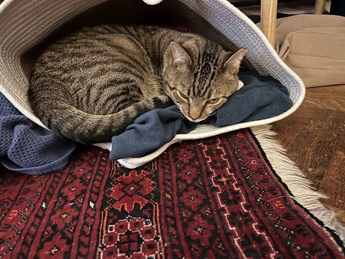 Westside Veterinary Center 1
