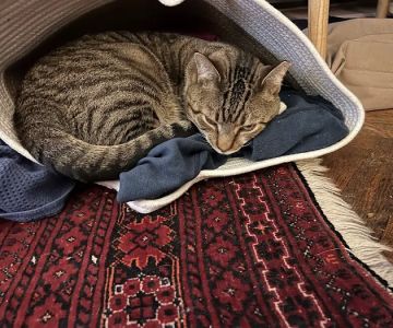 Westside Veterinary Center