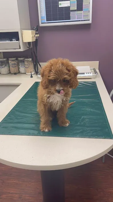 Westside Veterinary Center 6