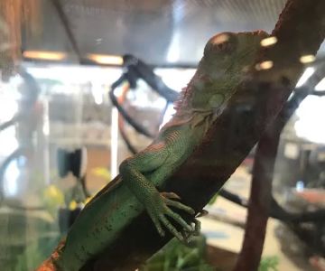 Petco