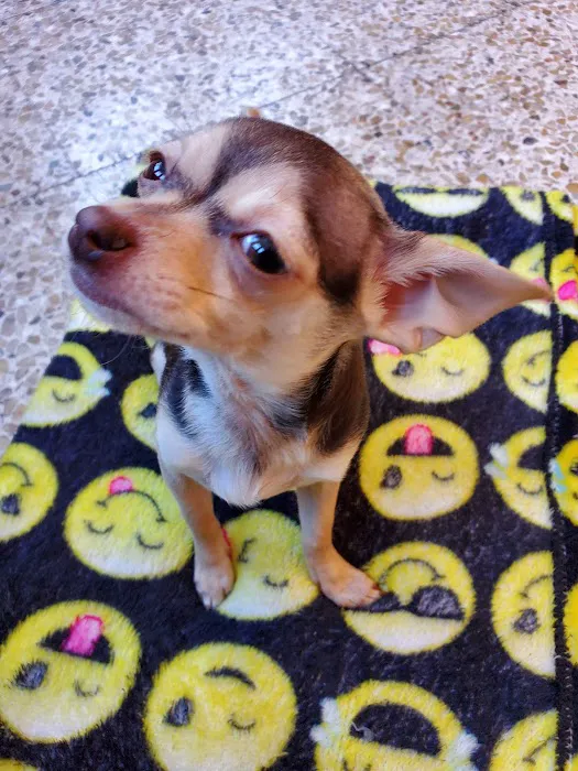 Pet Haven Animal Hospital 12