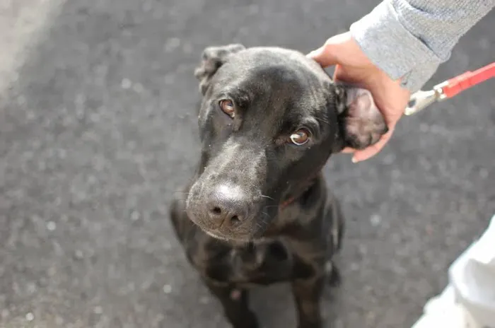 Pet Haven Animal Hospital 12