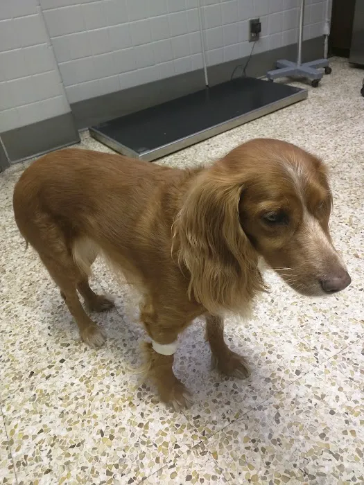 Pet Haven Animal Hospital 12