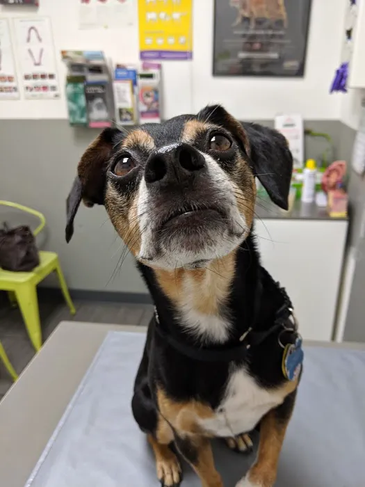 PAWSitive Veterinary of New York 2