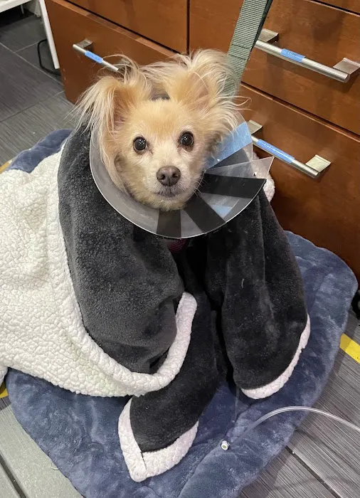 PAWSitive Veterinary of New York 1