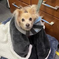 PAWSitive Veterinary of New York ico