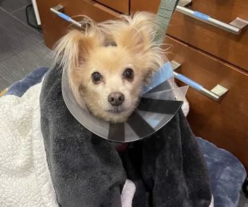 PAWSitive Veterinary of New York