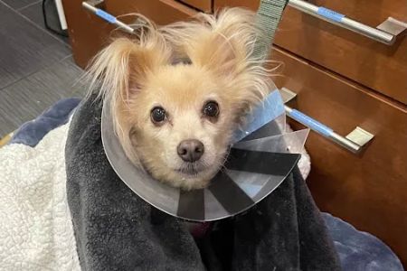 PAWSitive Veterinary of New York