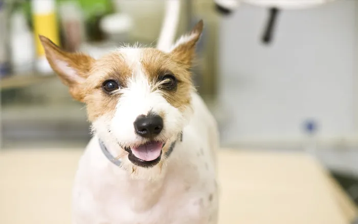 PAWSitive Veterinary of New York 10