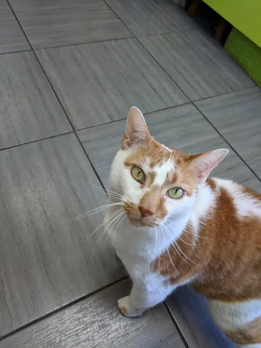 PAWSitive Veterinary of New York 8