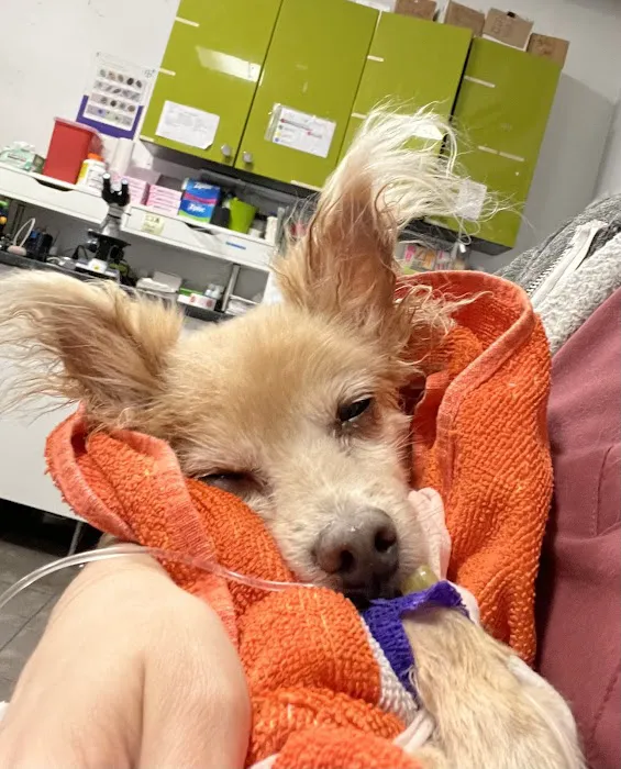 PAWSitive Veterinary of New York 3