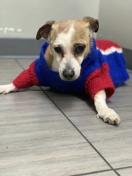 PAWSitive Veterinary of New York 4