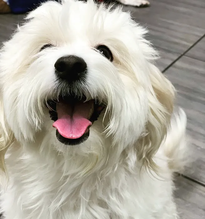 PAWSitive Veterinary of New York 7
