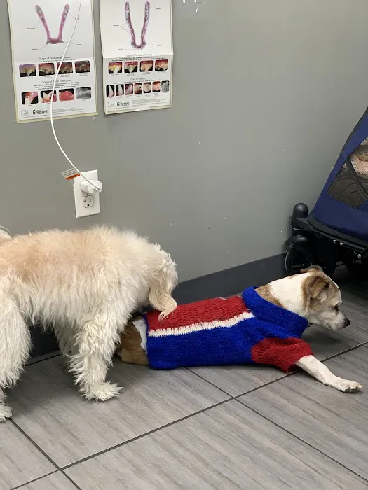 PAWSitive Veterinary of New York 5