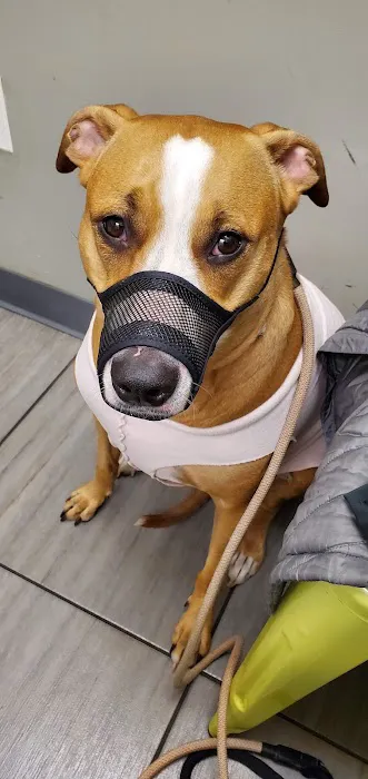 PAWSitive Veterinary of New York 6