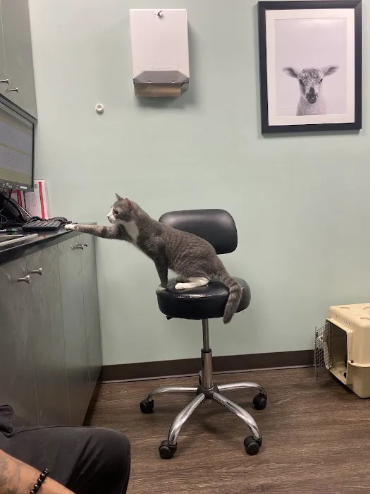 Heart of Brooklyn Veterinary Hospital - Flatbush 1