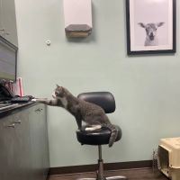 Heart of Brooklyn Veterinary Hospital - Flatbush ico