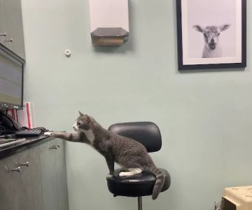 Heart of Brooklyn Veterinary Hospital - Flatbush