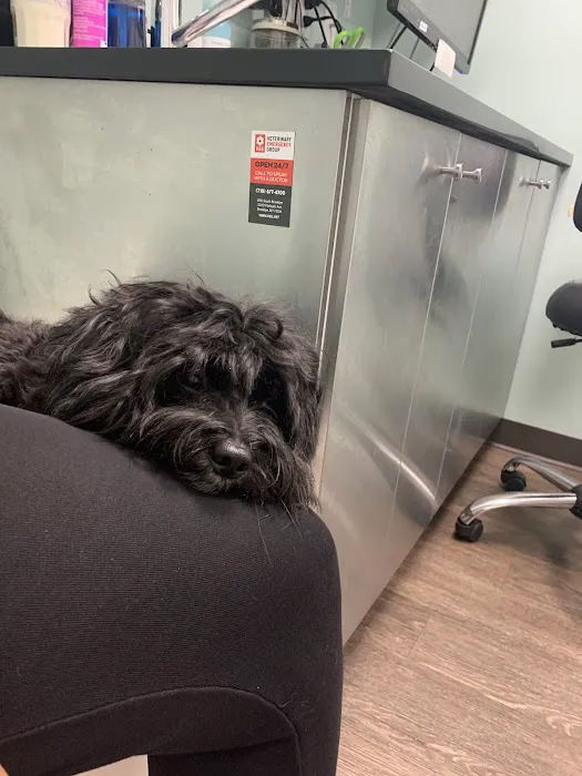 Heart of Brooklyn Veterinary Hospital - Flatbush 2