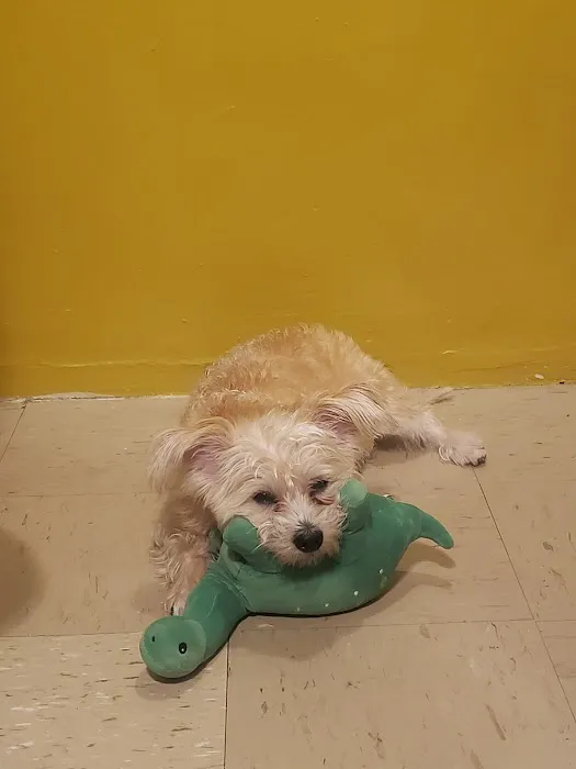 Heart of Brooklyn Veterinary Hospital - Flatbush 3
