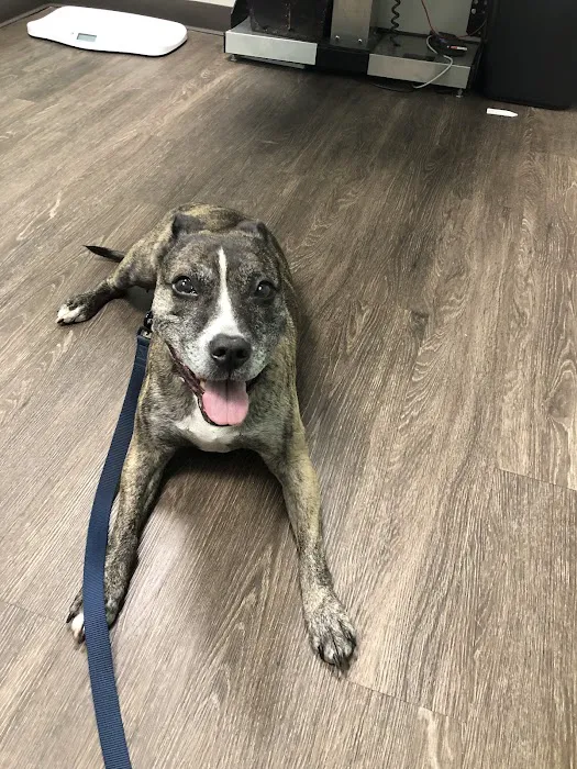 Heart of Brooklyn Veterinary Hospital - Flatbush 9