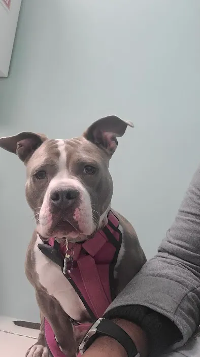 Heart of Brooklyn Veterinary Hospital - Flatbush 6