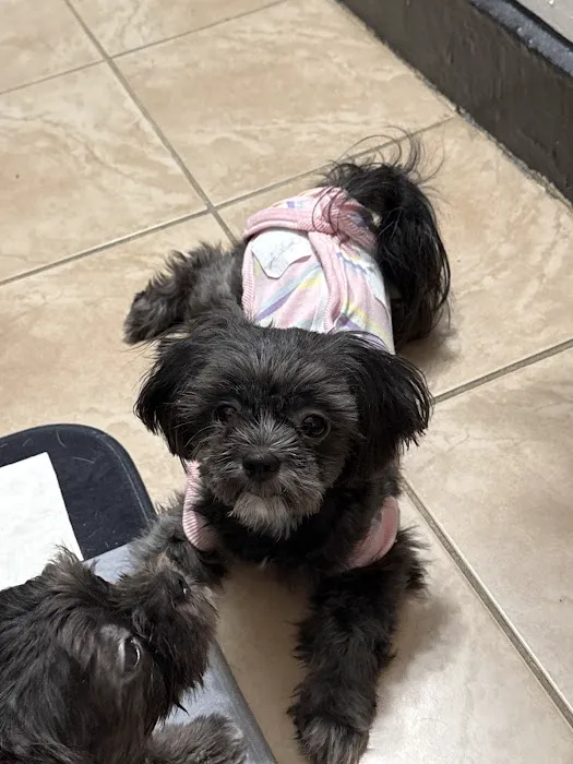 Heart of Brooklyn Veterinary Hospital - Flatbush 5