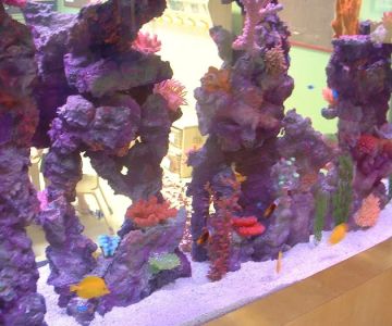 Aquarium Maintenance Service