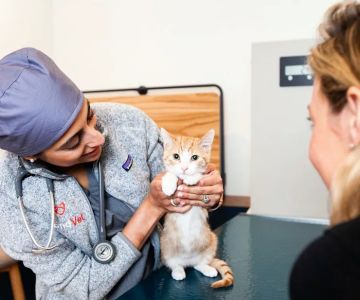 Bond Vet - Ditmas Park