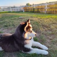 Carbon Valley Veterinary Clinic ico