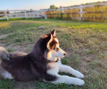 Carbon Valley Veterinary Clinic