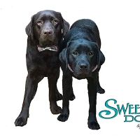 Sweetwater Dogs ico