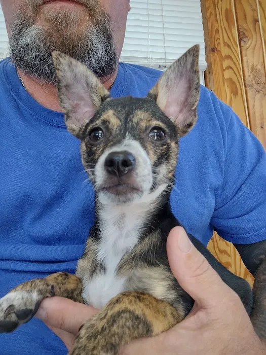 Coal Ridge Animal Hospital 8