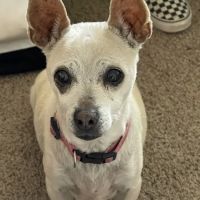 Pawz Veterinary Clinic ico