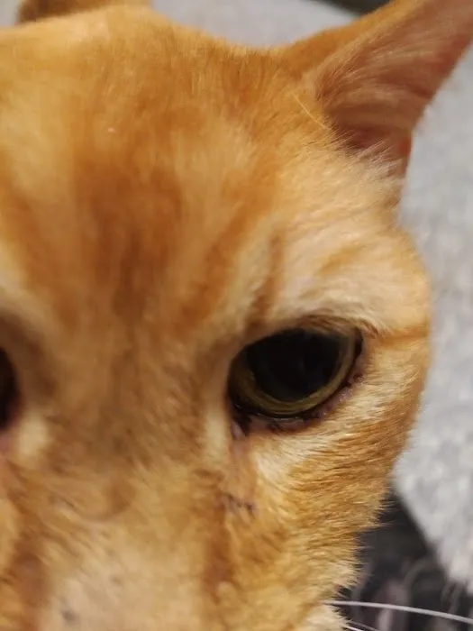 Pawz Veterinary Clinic 6
