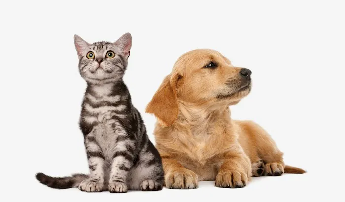 Pawz Veterinary Clinic 8