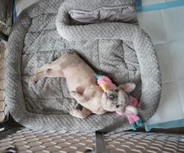 Sugar Sweet Georgia Puppies